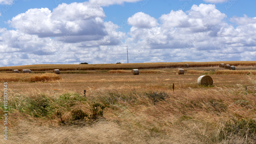 large round hay bales on dry harvested paddock