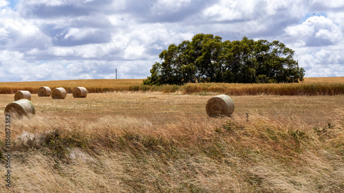  large round hay bales on dry harvested paddock