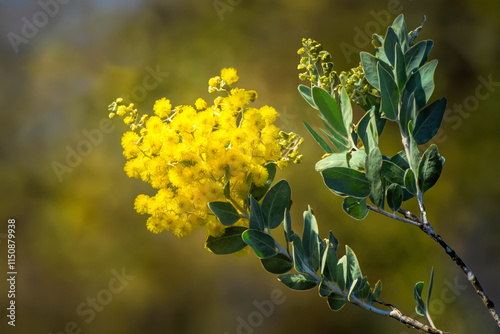 Obraz na płótnie A branch of mimosa in bloom w salonie