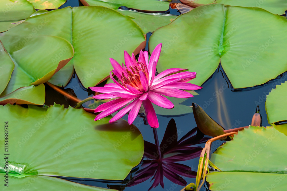 Lotus flower with lily pads
