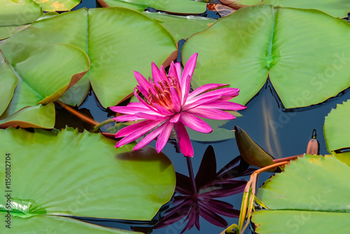 Obraz na płótnie Lotus flower with lily pads w salonie