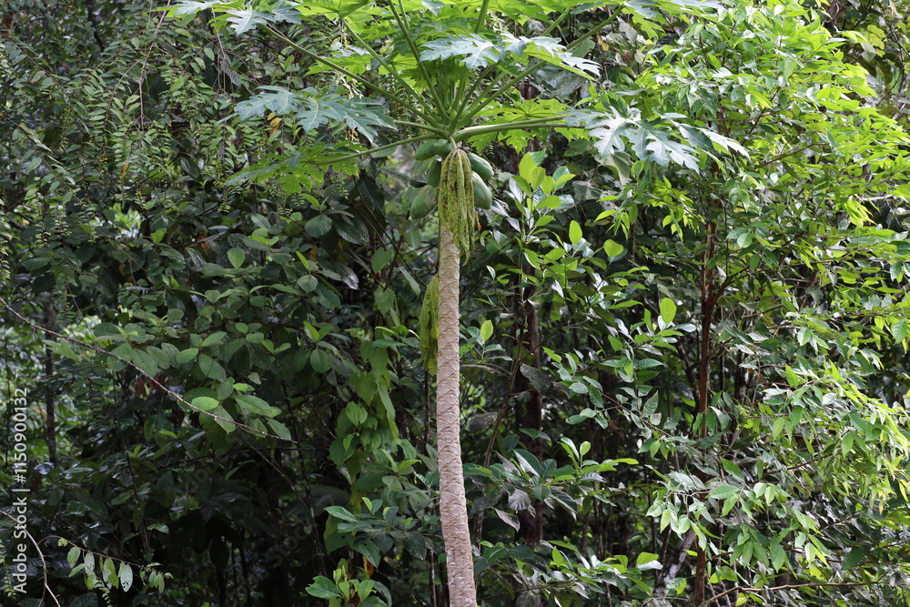 tall tree with leafy canopy and large green fruit against dense tropical rain-forest tall tree with leafy canopy and large green fruit against dense tropical rain-forest