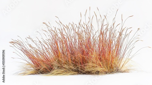 Big Bluestem Grass on White Background, Elegant and Natural Plant Illustration