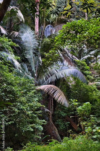 Fototapeta Naklejka Na Ścianę i Meble -  Sugar palm (Arenga pinnata, syn. Arenga saccharifera) in the dense jungle of Tat Mok National Park, province of Phetchabun, Thailand
