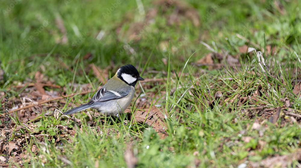 Obraz premium 地面で餌をさす身近な野鳥 シジュウカラ