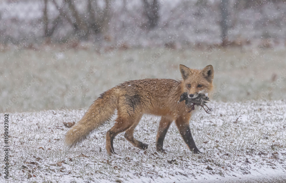 Fototapeta premium Red Fox Carying A Bird In Its Mouth