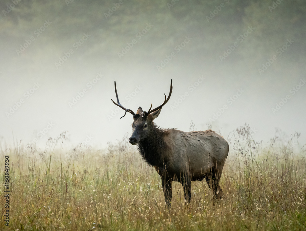 Young Male Elk With Patchy Fur Stands In Foggy Field Young Male Elk With Patchy Fur Stands In Foggy Field