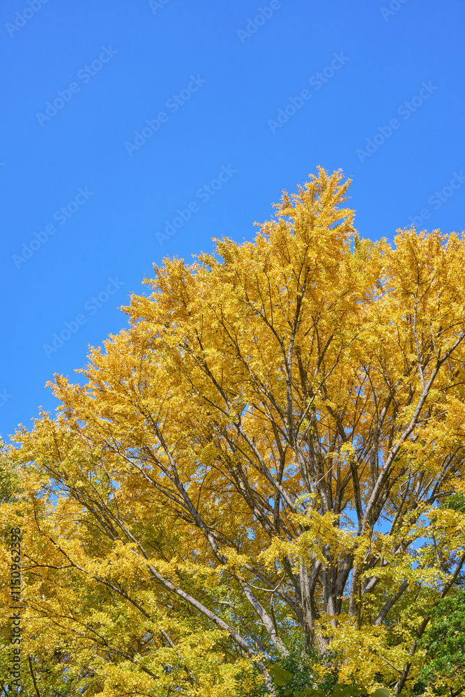 銀杏 紅葉 銀杏 紅葉