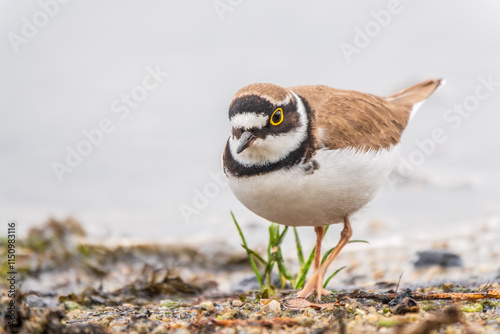 Obraz na plátne Little ringed plover (Charadrius dubius), bird standing on the lake shore