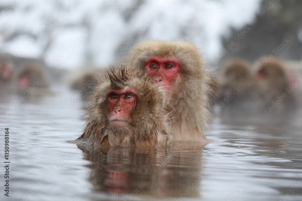 Naklejka premium Japanese Snow Monkey Mother Enjoying Hot Spring with Family in Jigokudani, Nagano, Japan