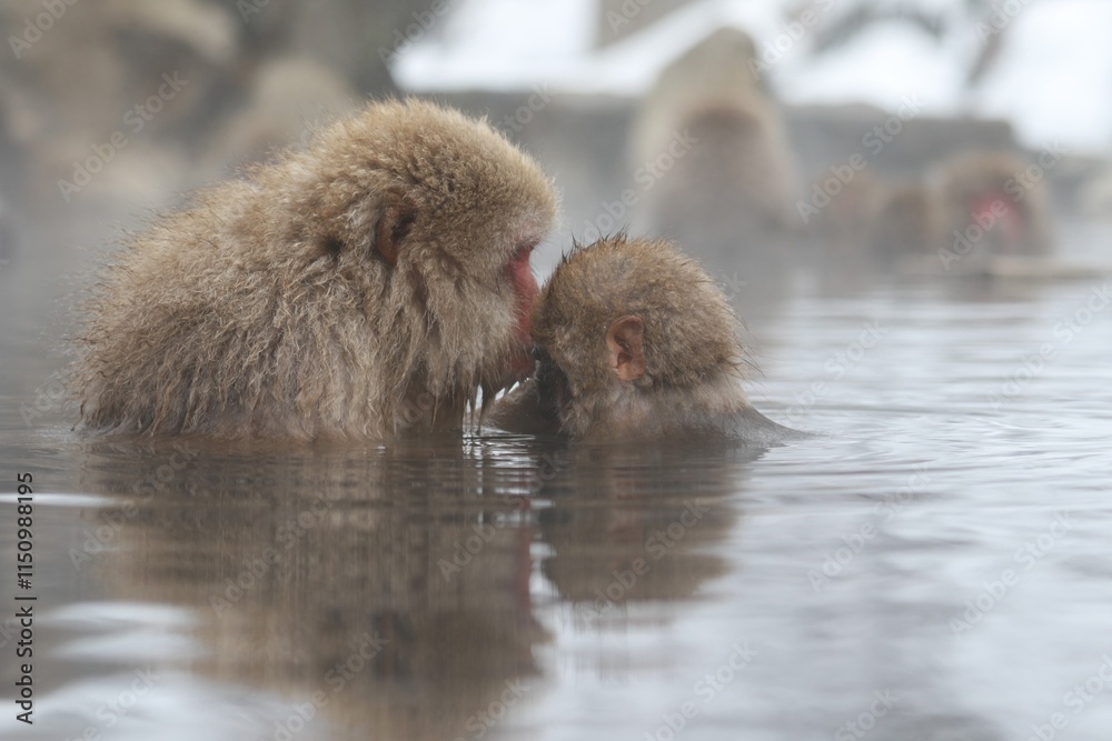 Naklejka premium Japanese Snow Monkey Mother Enjoying Hot Spring with Family in Jigokudani, Nagano, Japan