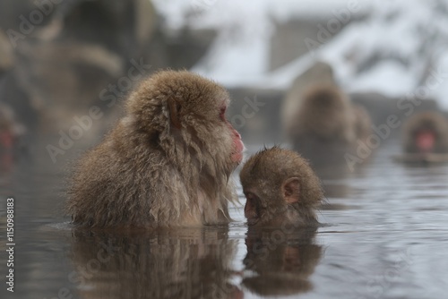 Japanese Snow Monkey Mother Enjoying Hot Spring with Family in Jigokudani, Nagano, Japan