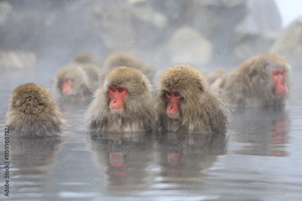 Naklejka premium Japanese Macaques Relaxing in a Hot Spring During Winter, Joshinetsu, Nagano, Japan