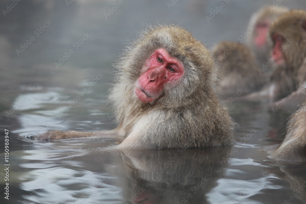 Japanese Snow Monkey Relaxing in Hot Spring, Joshinetsu, Nagano, Japan