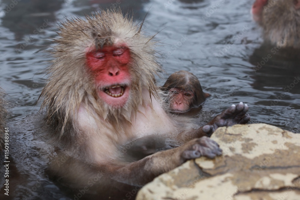 Naklejka premium Japanese Snow Monkey Relaxing in Hot Spring, Joshinetsu, Nagano, Japan