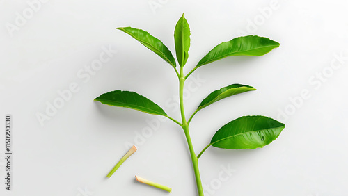 Lemongrass cutting propagation on white background.  Close up of fresh lemongrass cuttings ready for planting.  Concept of growth, nature, and herbal remedies. photo