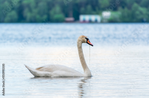 Graceful white Swan swimming in the lake, swans in the wild. Portrait of a white swan swimming on a lake. photo