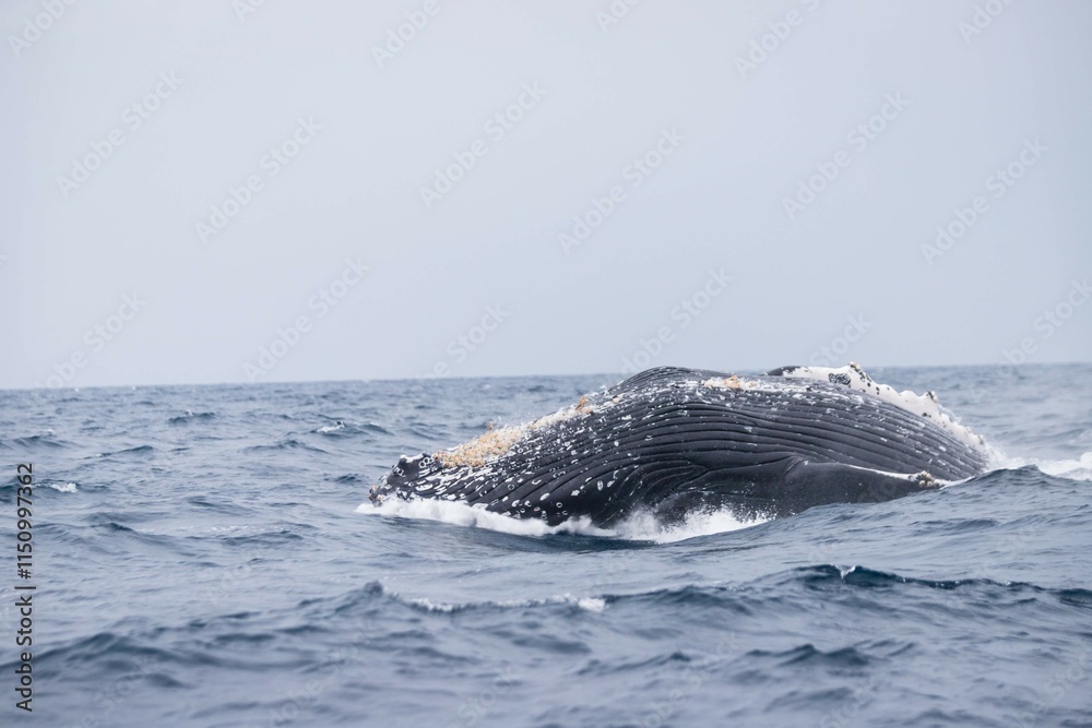 Fototapeta premium Humpback Whale Breaching in Okinawa Waters, Japan