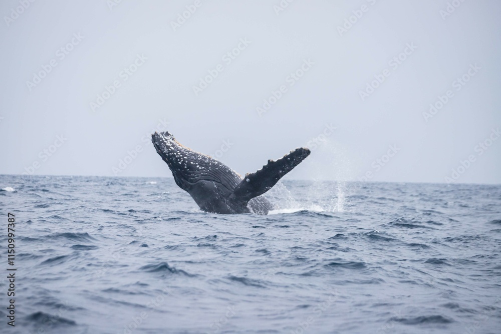 Obraz premium Humpback Whale Breaching in Okinawa Waters, Japan