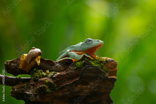 Wallace flying frog (rhacophorus nigropalmatus) and golden dwarf tree frog (feihyla vittiger) together on a mossy wood surface, natural bokeh background photo