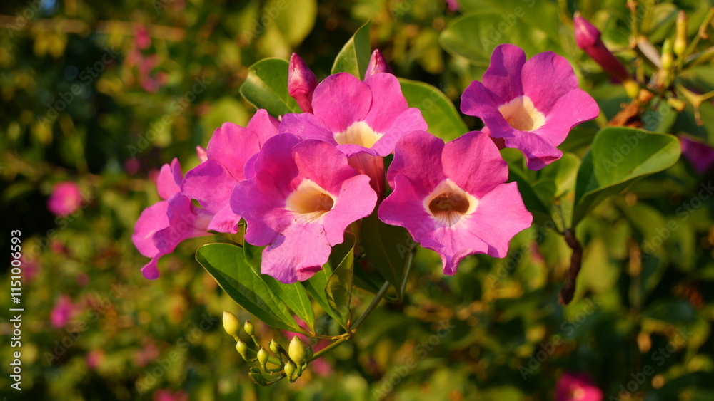 Obraz premium Bignonia in sunset light