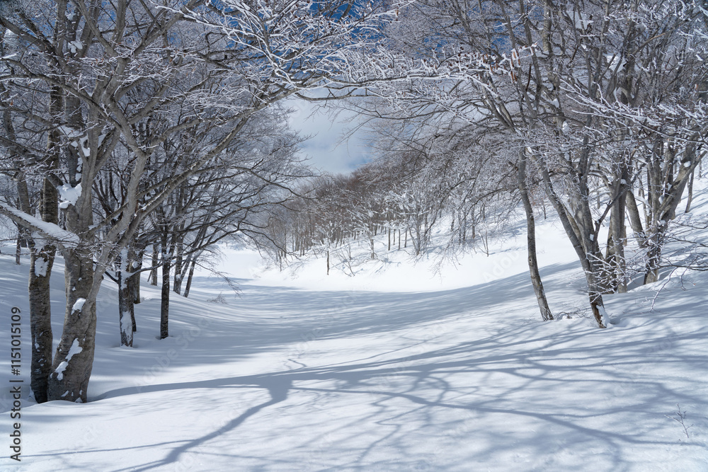 Obraz premium 雪原の風景