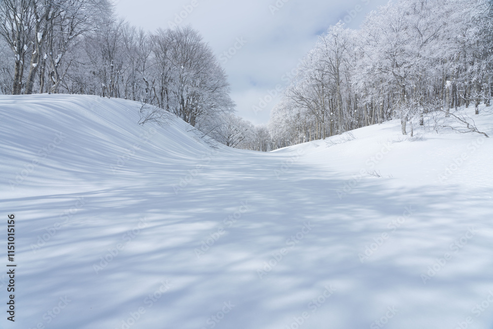 雪原の風景 雪原の風景