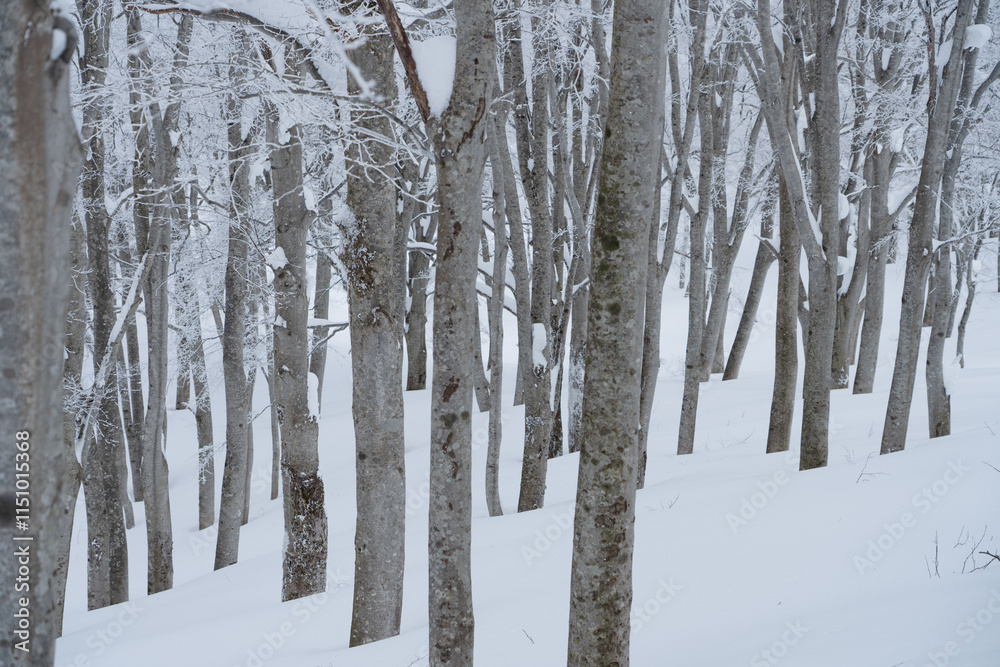 Fototapeta premium 冬のブナの森