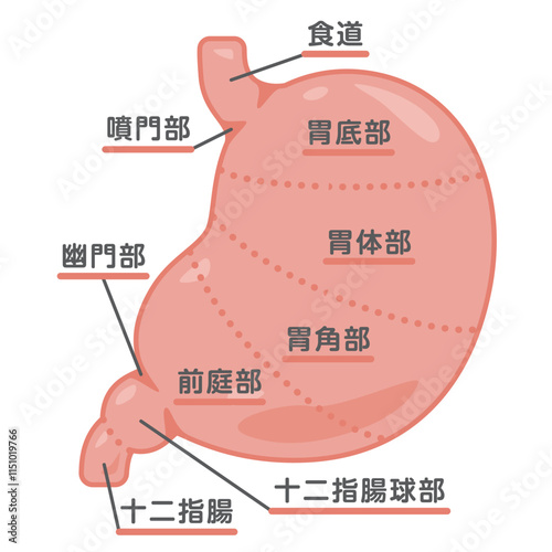 胃の構造イラスト　文字あり