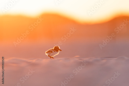 American oystercatcher chick sunrise