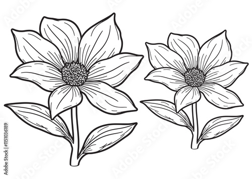 Black Turmeric flower line art  vector on white background