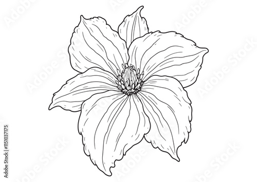 Balsam flower