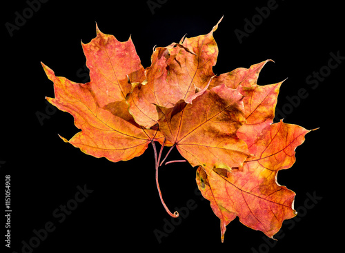 Vibrant Autumn Maple Leaves on a black background photo