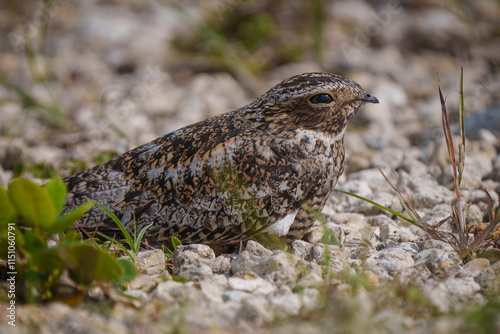 nighthawk photo
