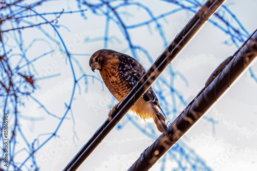 Red tailed hawk hunting for food
