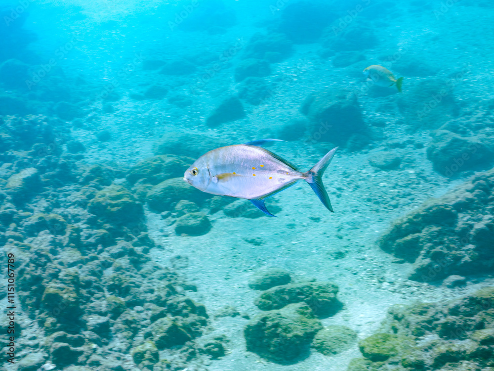 Fototapeta premium 美しいナンヨウカイワリ（アジ科）。 英名学名：Island trevally (Ferdauia orthogrammus) 静岡県伊豆半島賀茂郡南伊豆町中木ヒリゾ浜2024年 