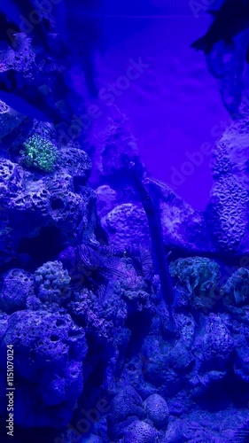 fish in the aquarium