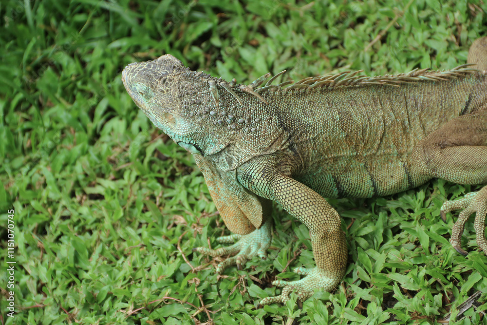 The green iguana, also known as the American iguana or the common green iguana, is a large, arboreal, mostly herbivorous species of lizard of the genus Iguana. The green iguana, also known as the American iguana or the common green iguana, is a large, arboreal, mostly herbivorous species of lizard of the genus Iguana.