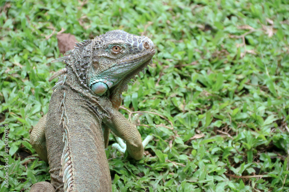 Fototapeta premium The green iguana, also known as the American iguana or the common green iguana, is a large, arboreal, mostly herbivorous species of lizard of the genus Iguana.