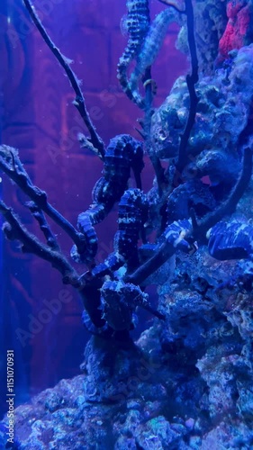 view of a pair of graceful seahorses