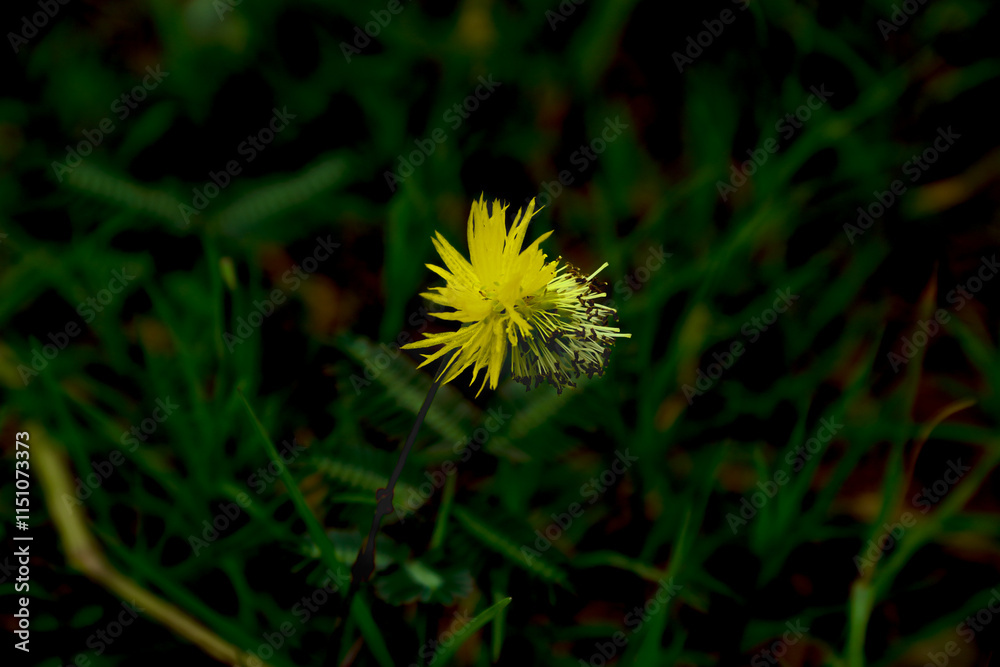 The flower of shy plant or mimosa pudica yellow The flower of shy plant or mimosa pudica yellow