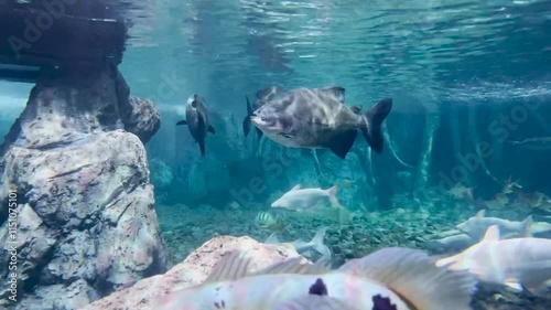 predatory fish that swim under blue water