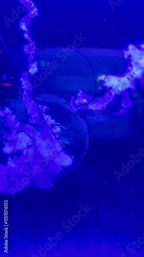 dancing jellyfish with neon lights