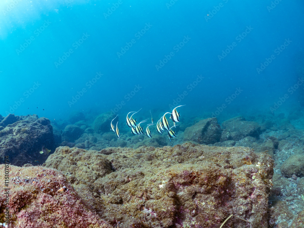 Obraz premium 美しいツノダシ（ツノダシ科）の群れ。 英名学名：Moorish Idol (Zanclus cornutus) 静岡県伊豆半島賀茂郡南伊豆町中木ヒリゾ浜2024年 