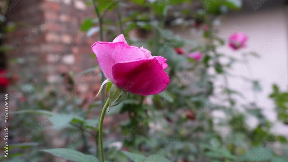 A beautiful blooming pink roses on the tree Beautiful delicate picturesque bush blooming roses on a winter day in the garden A beautiful blooming pink roses on the tree Beautiful delicate picturesque bush blooming roses on a winter day in the garden