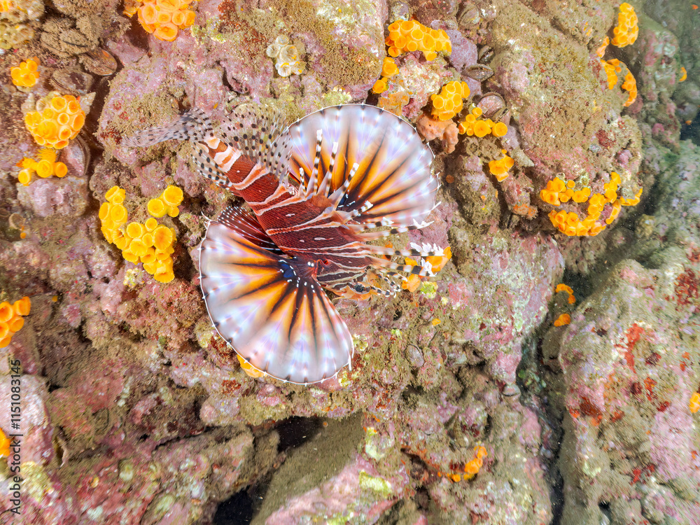 広げた羽根が美しいキリンミノ(フサカサゴ科)の幼魚。
英名学名:Zebra turkeyfish (Dendrochirus zebra)
静岡県伊豆半島賀茂郡南伊豆町中木ヒリゾ浜2024年
広げた羽根が美しいキリンミノ(フサカサゴ科)の幼魚。
英名学名:Zebra turkeyfish (Dendrochirus zebra)
静岡県伊豆半島賀茂郡南伊豆町中木ヒリゾ浜2024年