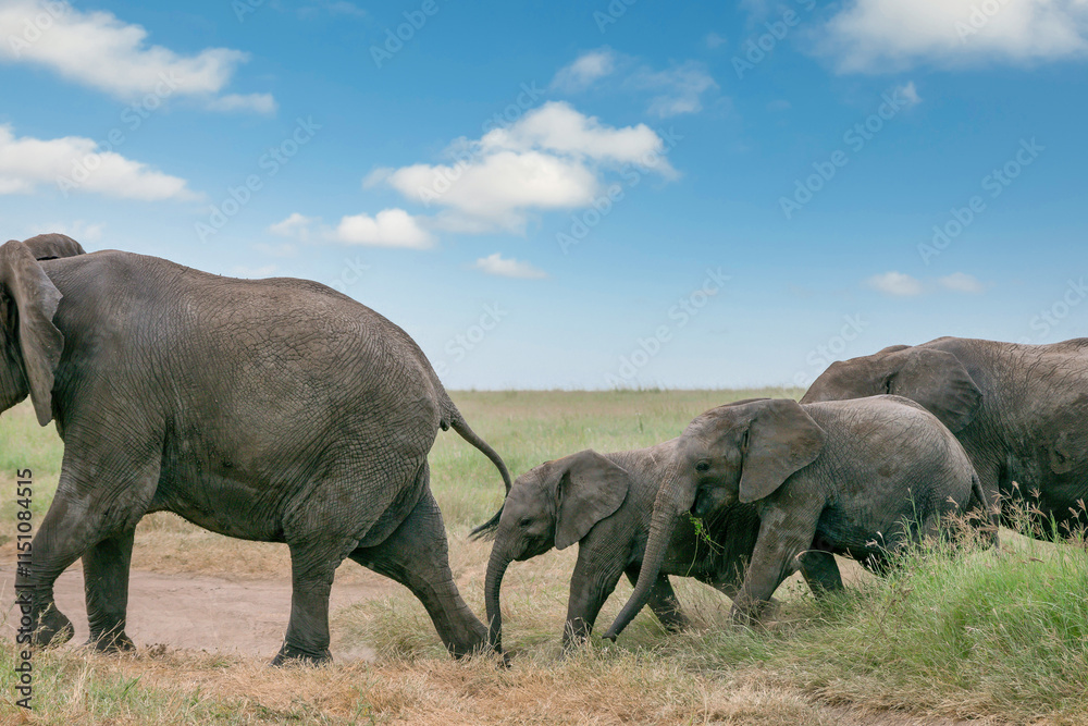 Fototapeta premium Simiyu is an administrative region of Tanzania. It was created in March 2012, being until then part of the Shinyanga Region. Its capital is the city of Bariadi.
