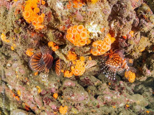 ペアでいる
広げた羽根が美しいキリンミノ（フサカサゴ科）の幼魚。
英名学名：Zebra turkeyfish (Dendrochirus zebra) 
静岡県伊豆半島賀茂郡南伊豆町中木ヒリゾ浜2024年
 photo