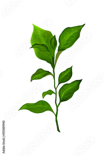 Watercolor a branch with green leaves, isolated on a white background