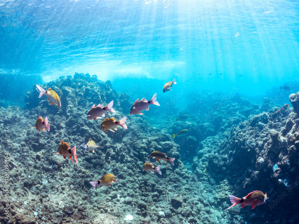 Obraz premium 美しいアカヒメジ、ホウライヒメジ（ヒメジ科）他の群れ。 英名学名：Yellowfin goatfish (Mulloidichthys vanicolensis) Whitesaddle goatfish, Parupeneus ciliatus 静岡県伊豆半島賀茂郡南伊豆町中木ヒリゾ浜2024年 